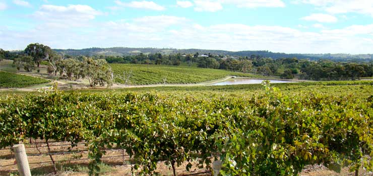 Mocandunda vineyards